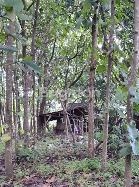 image TANAH LOASI CIAMIK JL RAYA DOMAS MENGANTI GRESIK  (1)