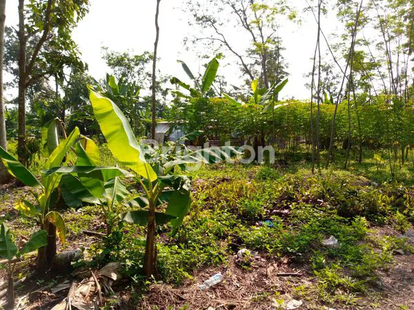 image TANAH SIAP BANGUN DI BELAKANG SABHARA MIJEN (1)