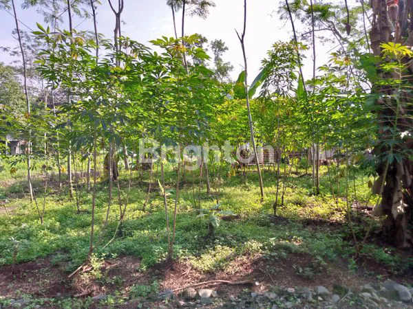 image TANAH SIAP BANGUN DI BELAKANG SABHARA MIJEN (2)