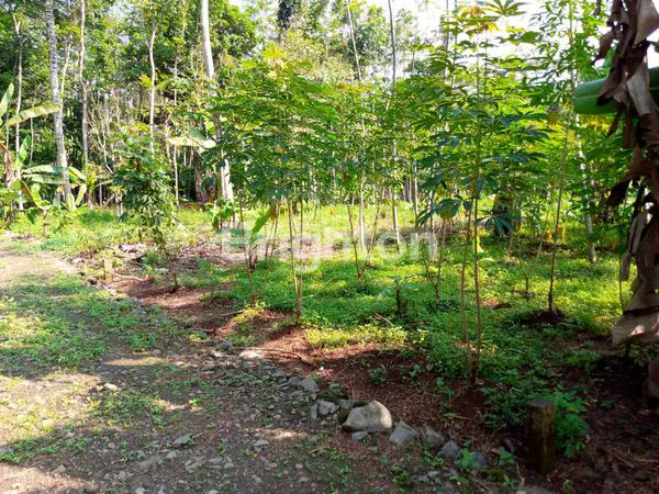 image TANAH SIAP BANGUN DI BELAKANG SABHARA MIJEN (4)