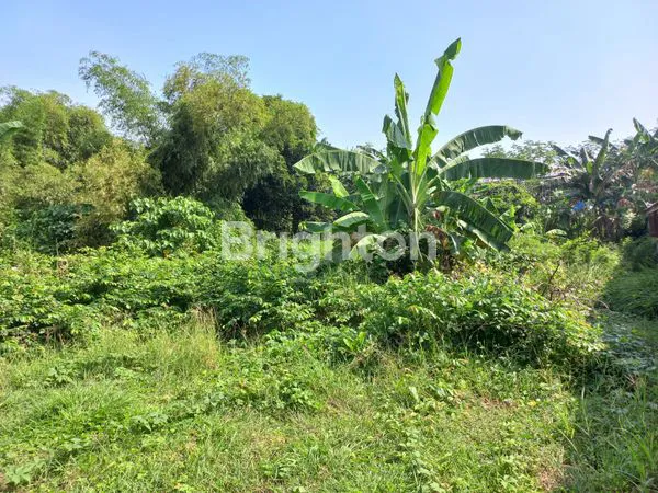 image TANAH PEKARANGAN DSN JAJAR, DS JASEM, KEC NGORO (2)