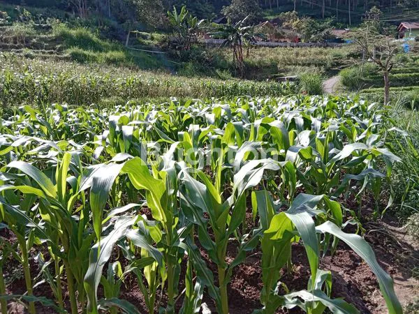 image TANAH STRATEGIS DI KOTA WISATA BATU (5)