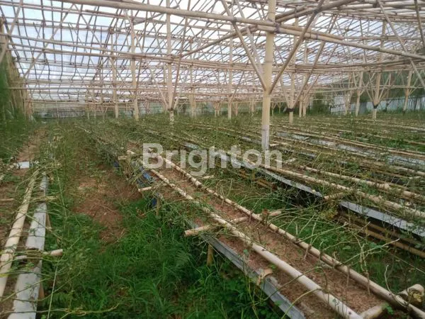 image TANAH EX KEBUN MAWAR COCOK UNTUK VILLA DI LEMBANG BANDUNG (3)