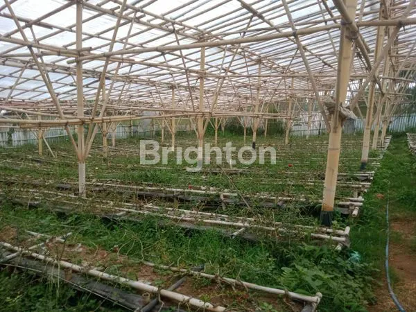 image TANAH EX KEBUN MAWAR COCOK UNTUK VILLA DI LEMBANG BANDUNG (4)