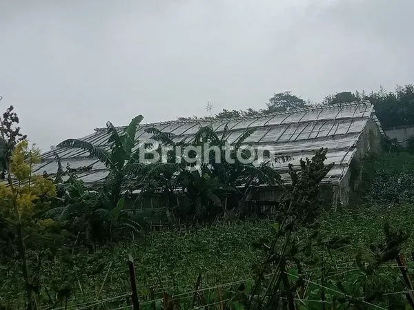 image TANAH EX KEBUN MAWAR COCOK UNTUK VILLA DI LEMBANG BANDUNG (5)