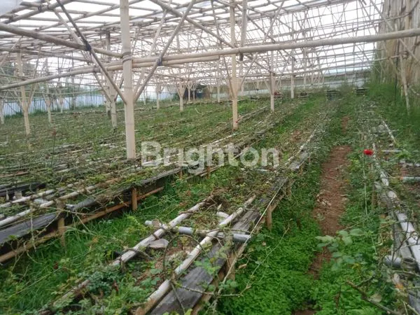 image TANAH EX KEBUN MAWAR COCOK UNTUK VILLA DI LEMBANG BANDUNG (6)