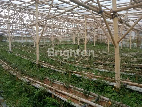 image TANAH EX KEBUN MAWAR COCOK UNTUK VILLA DI LEMBANG BANDUNG (7)