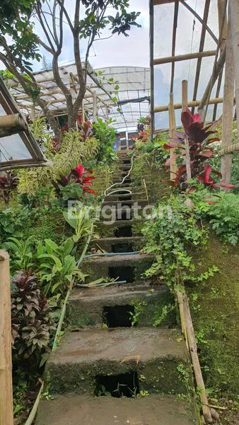 image KEBUN BUNGA PRODUKTIF PLUS RUMAH DAERAH BUMIAJI KOTA BATU (8)