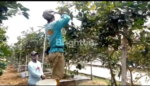 image LAHAN AGROBISNIS BUAH LEMON, 1,2HA SHM CISARUA KBB (2)