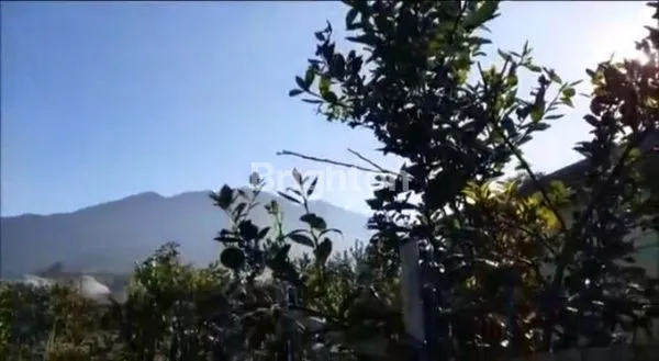 image LAHAN AGROBISNIS BUAH LEMON, 1,2HA SHM CISARUA KBB (1)