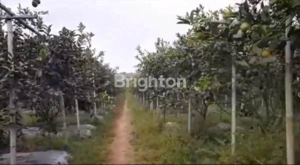 image LAHAN AGROBISNIS BUAH LEMON, 1,2HA SHM CISARUA KBB (4)