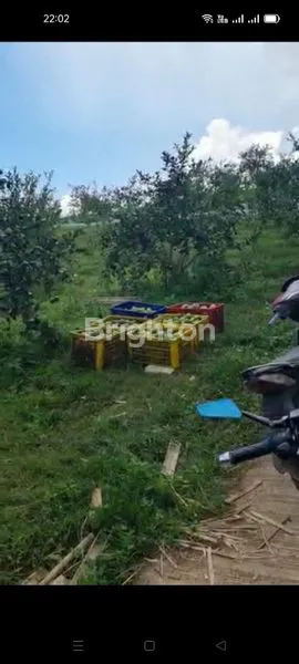 image LAHAN AGROBISNIS BUAH LEMON, 1,2HA SHM CISARUA KBB (5)