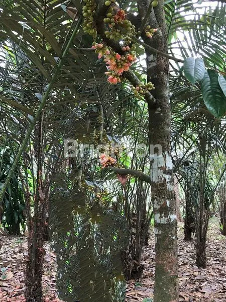 image TANAH DI TRAWAS (1)