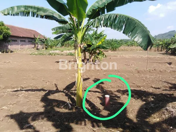 image TANAH MURAH KAVLING SIAP BANGUN DI PENGKOL ROWOSARI (1)