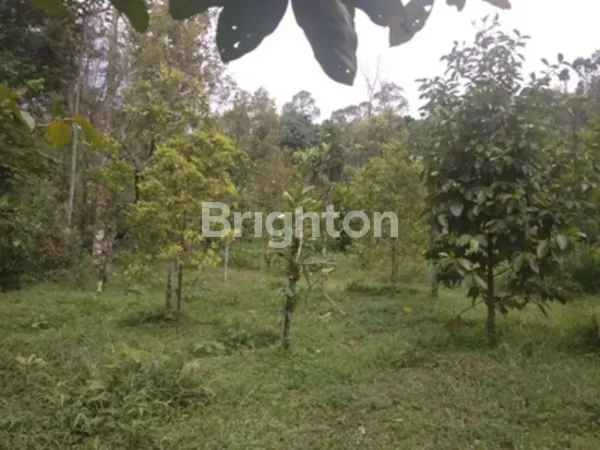 image TANAH PERKEBUNAN WONOSALAM JOMBANG, SELANGKAH KE  MOJOKERTO (1)