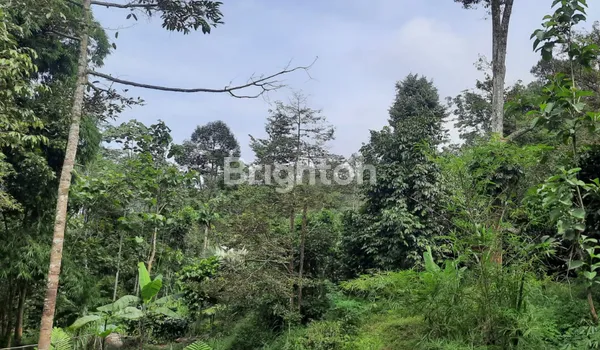 image TANAH PERKEBUNAN WONOSALAM JOMBANG, SELANGKAH KE  MOJOKERTO (3)