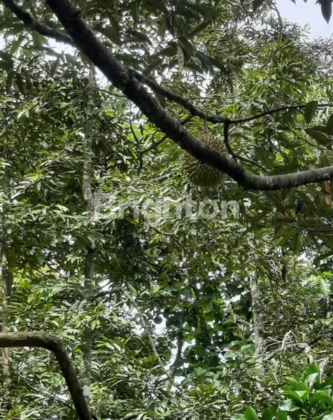 image TANAH PERKEBUNAN WONOSALAM JOMBANG, SELANGKAH KE  MOJOKERTO (4)