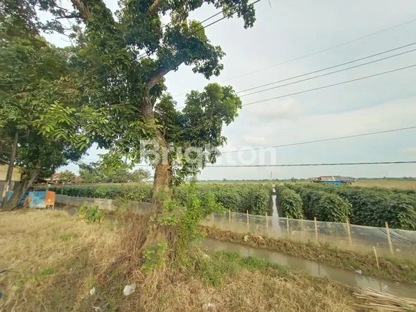 image TANAH DI JALAN RAYA PABUARAN SUBANG JAWA BARAT (4)