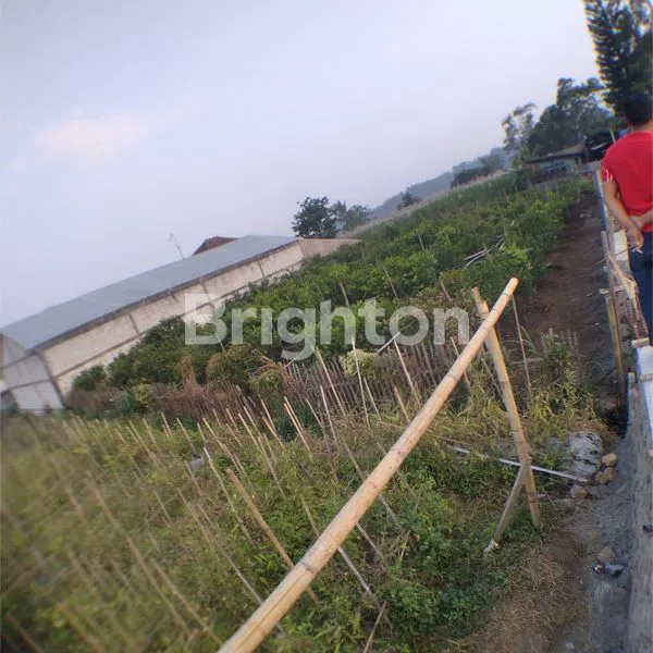 image TANAH LUAS DI JALAN RAYA DIENG ATAS (3)