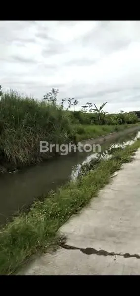 image TANAH LUAS BENTUK NGANTONG COCOK UNTUK INVESTASI PETERNAKAN DI JOMBANG (2)