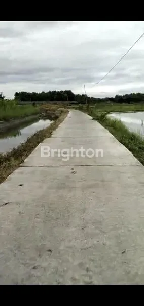 image TANAH LUAS BENTUK NGANTONG COCOK UNTUK INVESTASI PETERNAKAN DI JOMBANG (3)