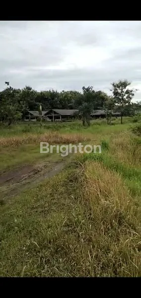 image TANAH LUAS BENTUK NGANTONG COCOK UNTUK INVESTASI PETERNAKAN DI JOMBANG (1)