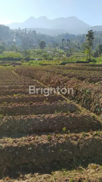 image TANAH VIEW GUNUNG LAWU DI PUSAT KEMUNING UDARA DINGIN  (2)
