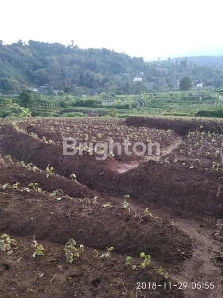 image TANAH VIEW GUNUNG LAWU DI PUSAT KEMUNING UDARA DINGIN  (5)