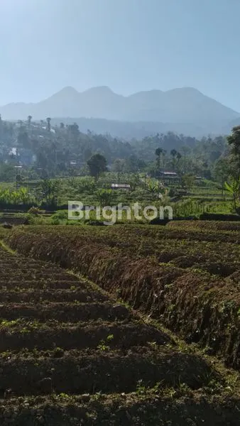 image TANAH VIEW GUNUNG LAWU DI PUSAT KEMUNING UDARA DINGIN  (3)