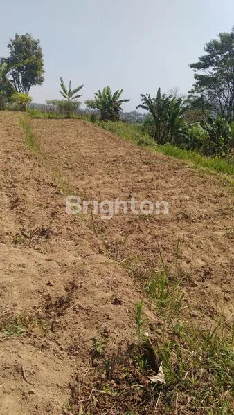 image TANAH VIEW GUNUNG LAWU DI PUSAT KEMUNING UDARA DINGIN  (8)