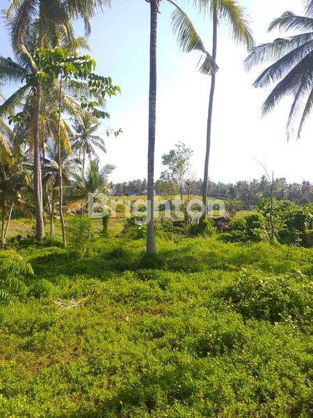 image TANAH DI BYPASS GILIMANUK SELEMADEG  (8)