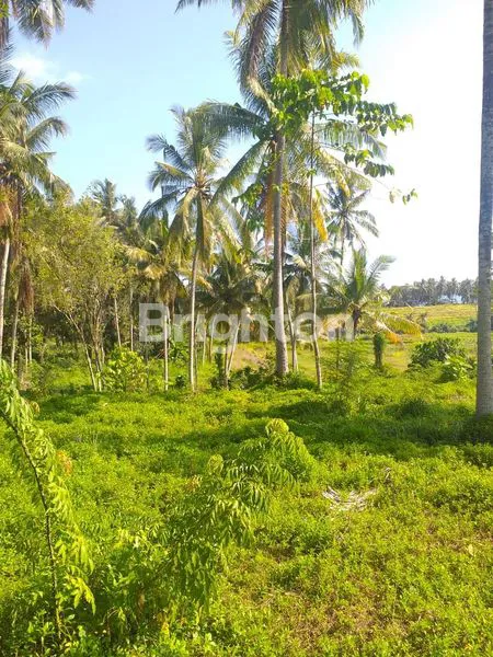 image TANAH DI BYPASS GILIMANUK SELEMADEG  (5)