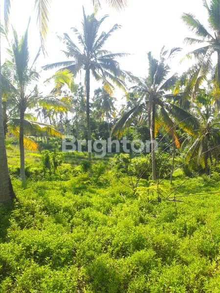 image TANAH DI BYPASS GILIMANUK SELEMADEG  (6)