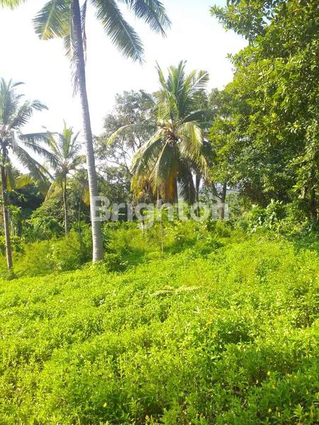 image TANAH DI BYPASS GILIMANUK SELEMADEG  (7)