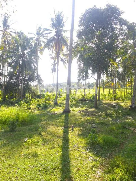 image TANAH DI BYPASS GILIMANUK SELEMADEG  (9)