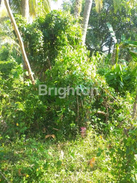 image TANAH DI BYPASS GILIMANUK SELEMADEG  (13)