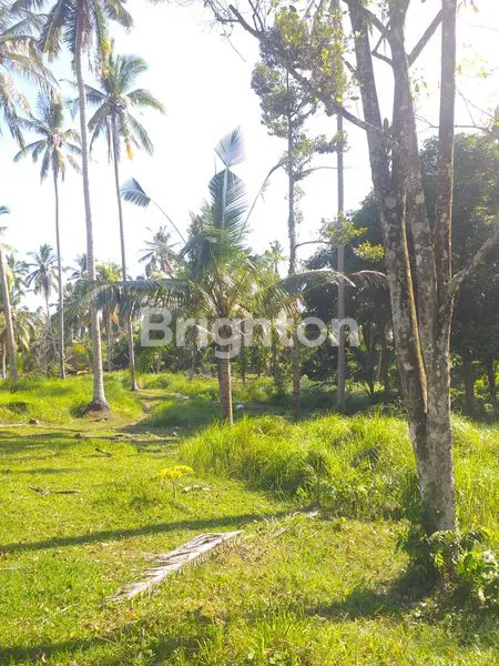 image TANAH DI BYPASS GILIMANUK SELEMADEG  (15)