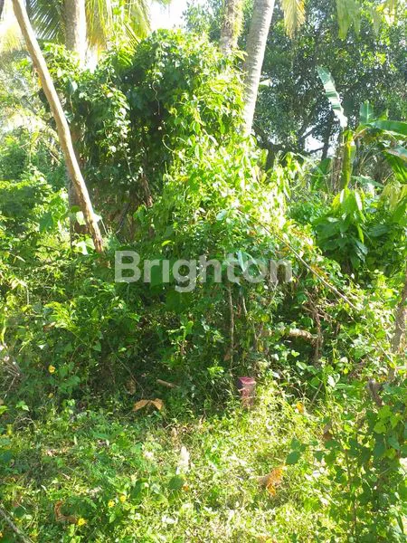 image TANAH DI BYPASS GILIMANUK SELEMADEG  (22)
