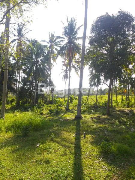 image TANAH DI BYPASS GILIMANUK SELEMADEG  (21)