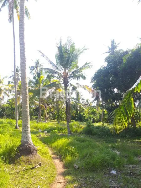 image TANAH DI BYPASS GILIMANUK SELEMADEG  (19)
