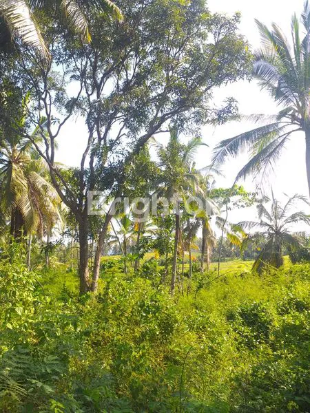 image TANAH DI BYPASS GILIMANUK SELEMADEG  (24)