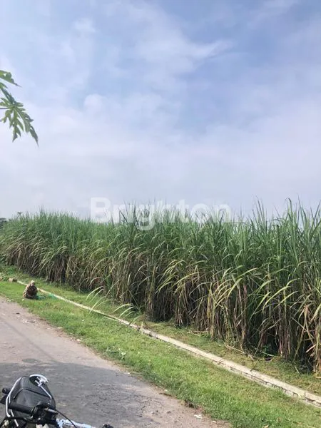 TANAH PEKARANGAN BONUS TANAMAN TEBU