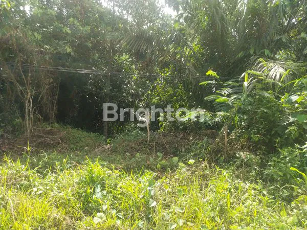 image LAHAN TANAH UNTUK PERKEBUNAN, PERUMAHAN, ATAU PERGUDANGAN DI MUARA BADAK (4)