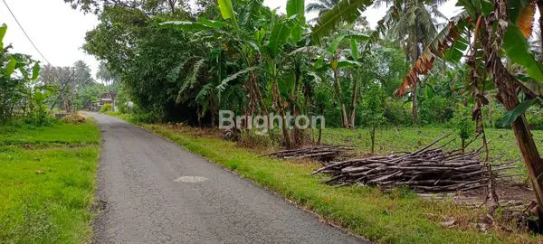 image BANYUWANGI TANAH BAGUS KOTAK DI WONOSOBO SRONO (2)