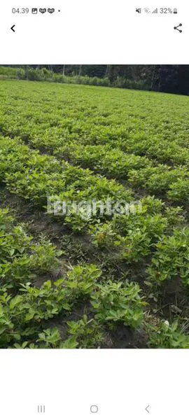 SAWAH DIKEDIRI TURUN HARGA