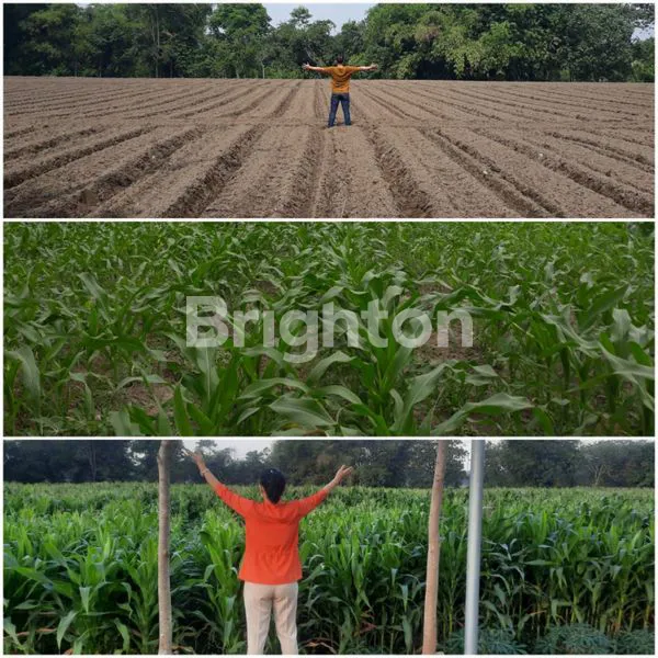 image SAWAH DIKEDIRI TURUN HARGA (4)