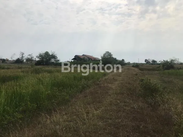image TANAH BEKAS TAMBAK UDANG PERBATASAN JAWA TIMUR DAN JAWA TENGAH DI REMBANG (4)