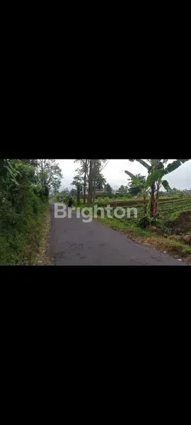 image TANAH TINGGI PUNCAK TRAWAS (2)