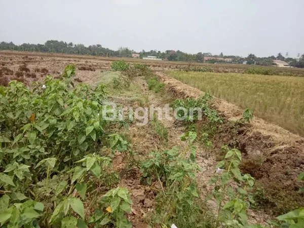 image TANAH LUAS DESA PLAWAD (1)