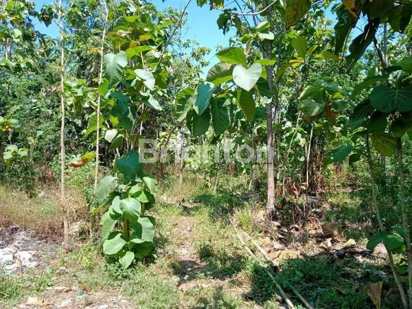 image TURUN HARGA TANAH  DAERAH GEMOLONG SRAGEN (2)